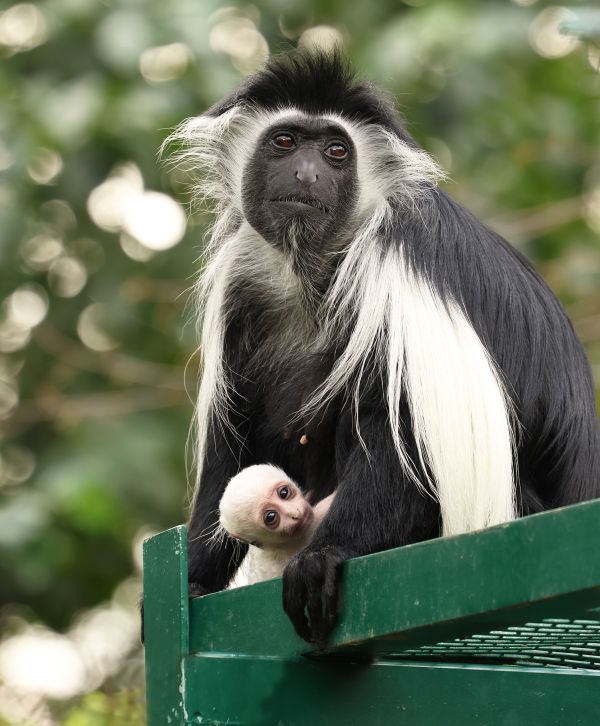 gueréza-angolská-Colobus-angolensis-21-8-2024-km (23)-upr-mini gueréza-angolská-Colobus-angolensis-21-8-2024-km (23)-upr-mini