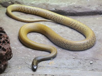 Taipan menší