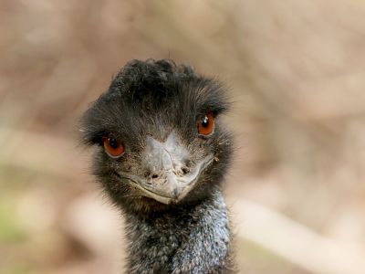 Emu hnědý