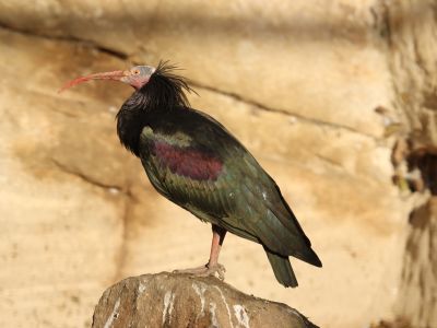 Ibis skalní