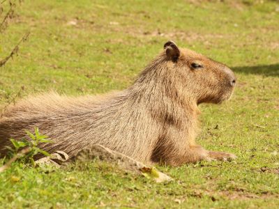 Kapybara