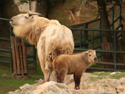 Takin čínský
