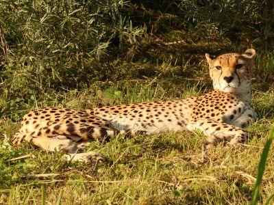 Gepard súdánský