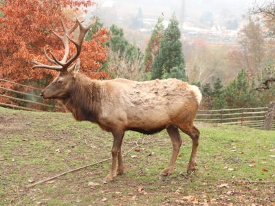 Wapiti kalifornský