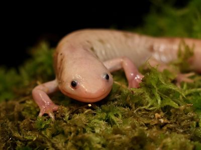 Axolotl mexický
