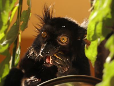 Lemur tmavý