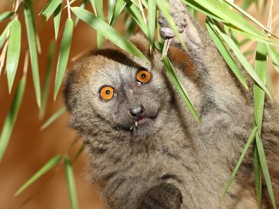 Lemur rákosový