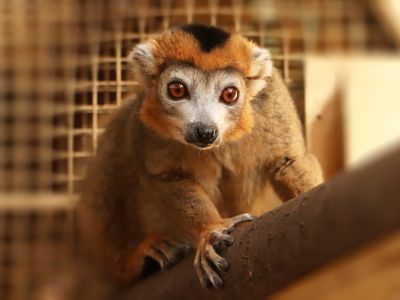 Lemur korunkatý