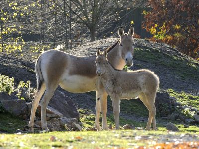 Kulan