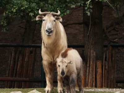 Takin čínský