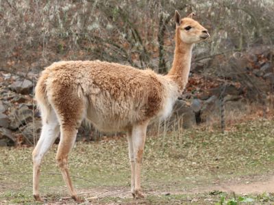 Lama vikuňa