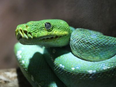 Jednodenní uzavření expozice Akva Tera 29. 9.
