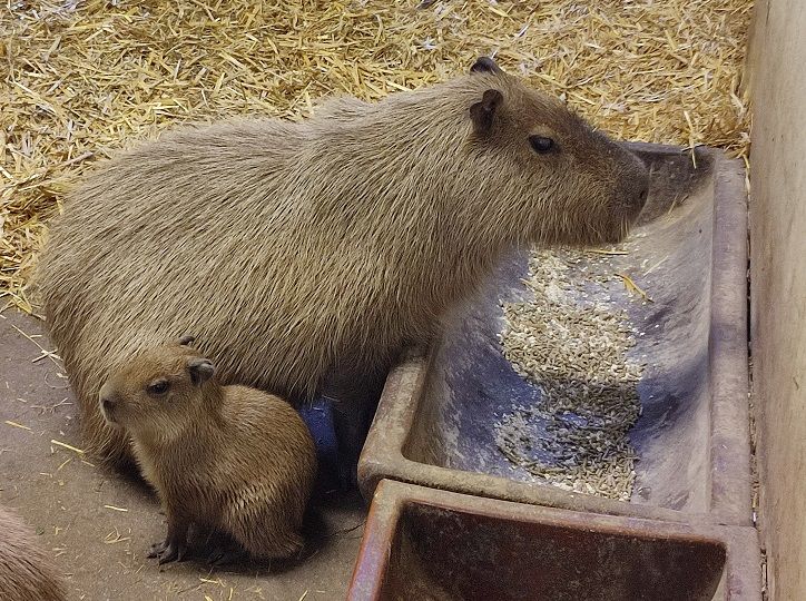 Mláďata kapybar | Zoo Plzeň