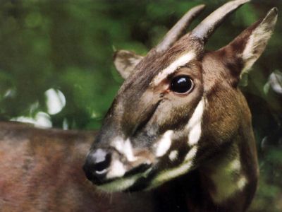 Saola