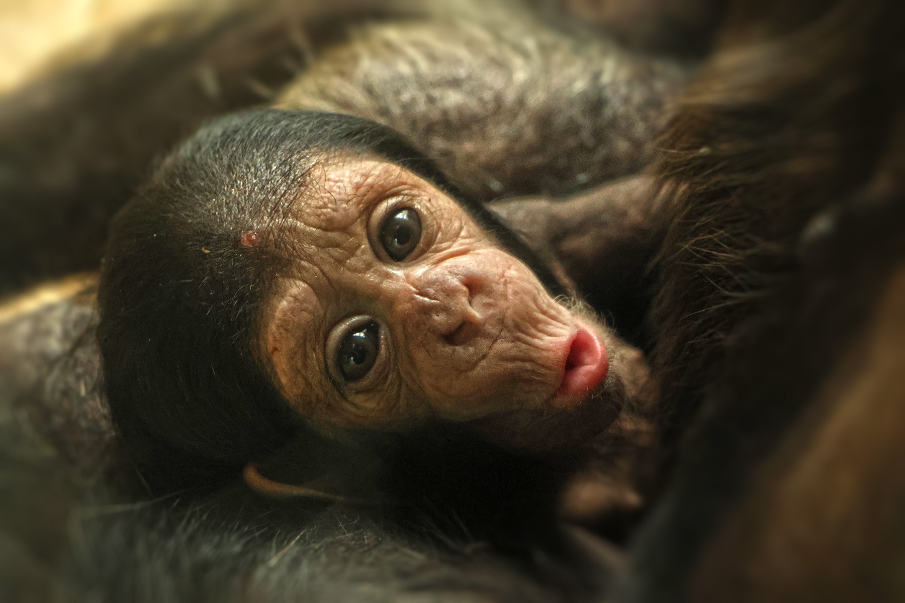 šimpanz-učenlivý-Pan-troglodytes-7-2-2024-km (36)-upr-mini