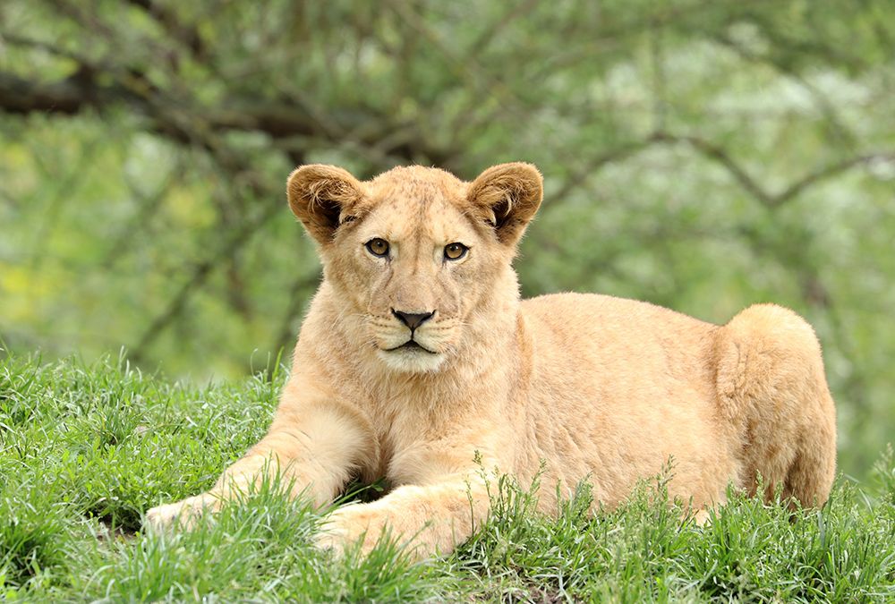 Sind Hunde im Zoo Pilsen erlaubt?