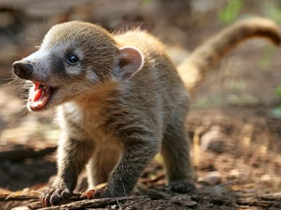 28. říjen v Zoo a BZ a DinoParku Plzeň