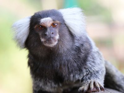 Rainforest Campaign