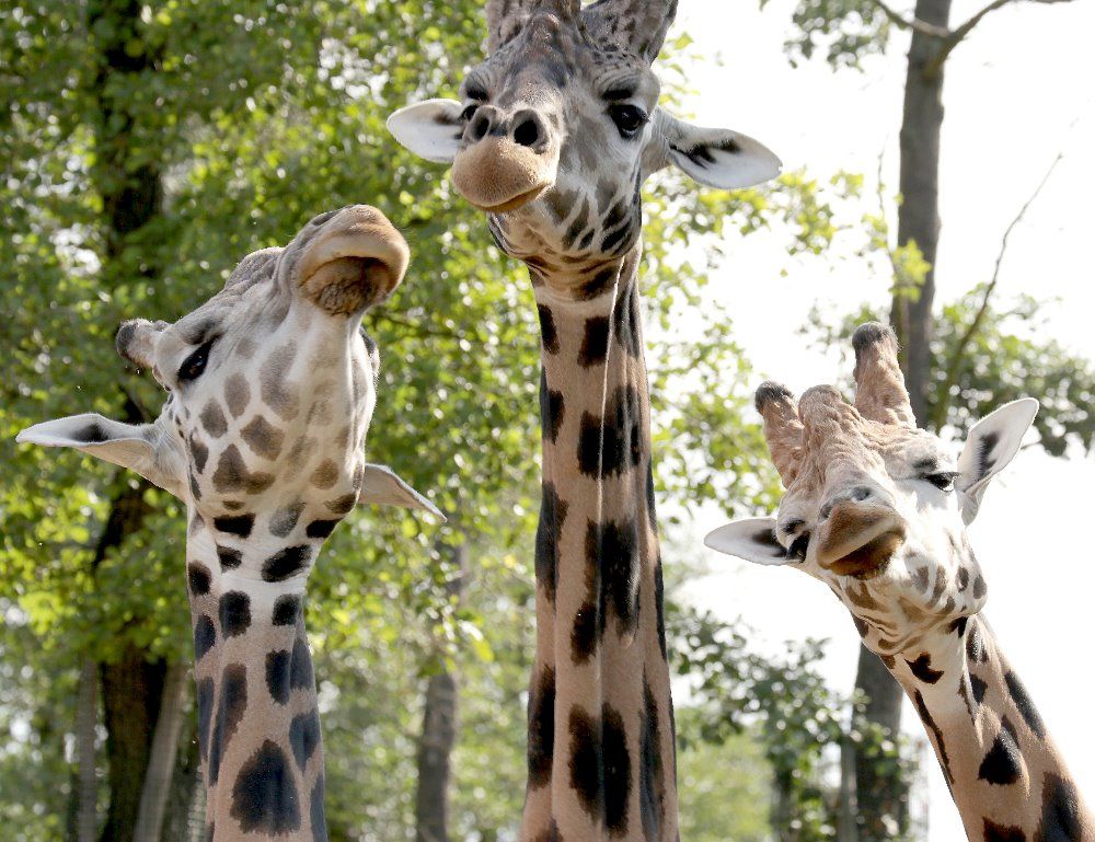 Žirafa Rothschildova | Zoo Plzeň