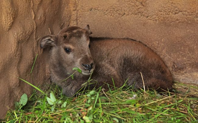 takin-čínský-12-6-2024-km (12)-upr - kopie