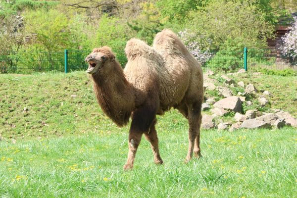 velbloud-dvouhrbý-nový samec-Camelus-ferus-bactrianus-11-4-2024-km (14)-mini