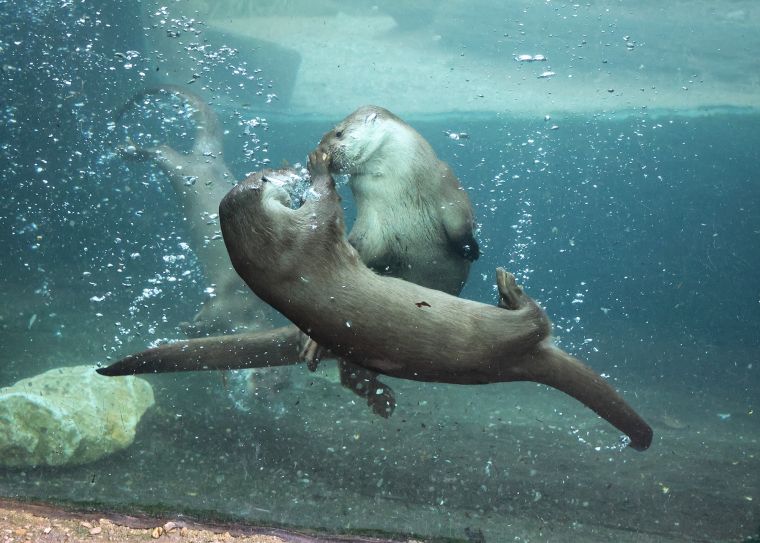 vydra-říční-Lutra-lutra-29-1-2025-km (103)-mini