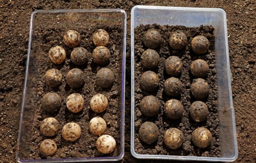 želva-obrovská-snůška-18-10-2024-km (226)-mini